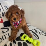 Yvette Poodle 03