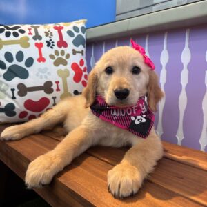 Adu Golden Retriever 01
