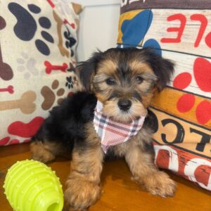 Astro Morkie 01