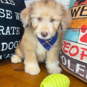 Beamer Aussiedoodle 01