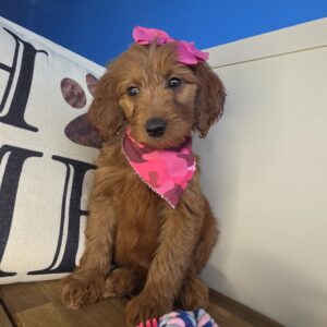Beatrix Goldendoodle 01