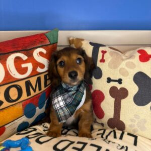 Beau Dachshund 01