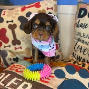 Bluebell Cavalier King Charles Spaniel 01