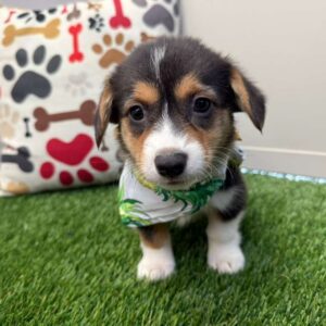 Bob American Corgi 01