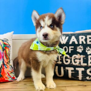 Brisket Siberian Husky 01