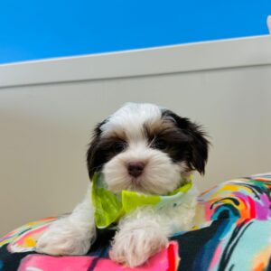 Brody Morkie 01