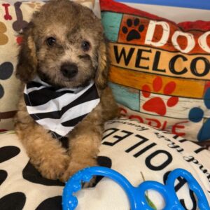 Brownie Poodle 01