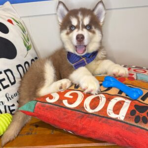 Cash Siberian Husky 01