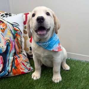 Chase Labrador Retriever 01