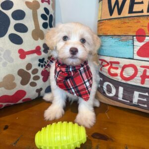 Diablo Maltipoo 01
