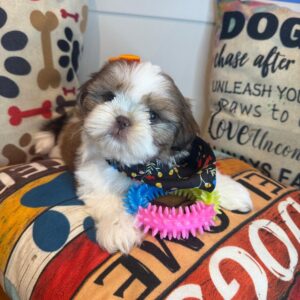 Dior Shih Tzu 01