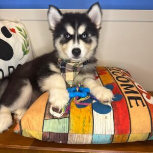 Dude Siberian Husky 01