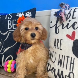 Eclair Cavapoo 01