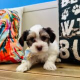 Frosty Morkie 04