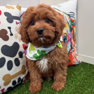 Gobbler Cavapoo 01