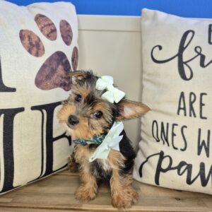 Hannah Yorkshire Terrier 01