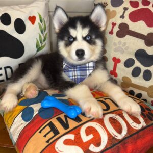 Johnny Siberian Husky 01