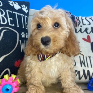 Keith Cavapoo 01