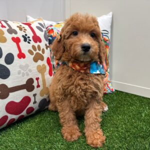 Leafy Mini Goldendoodle 01