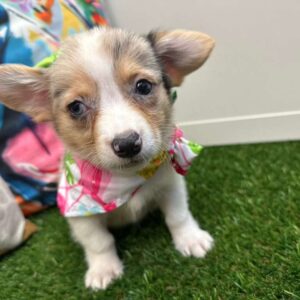 Leisel American Corgi 01