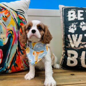Lullaby Cavalier King Charles Spaniel 01