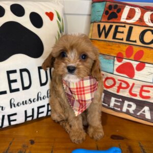 Mac Cavapoo 01