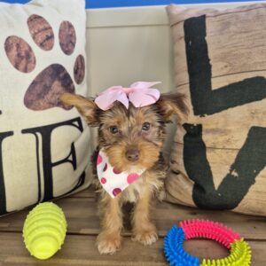 Miso Yorkshire Terrier 01