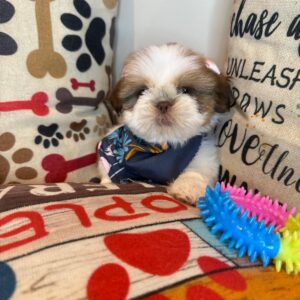 Oakley Shih Tzu 01
