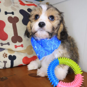 Oranjemund Cavachon 01