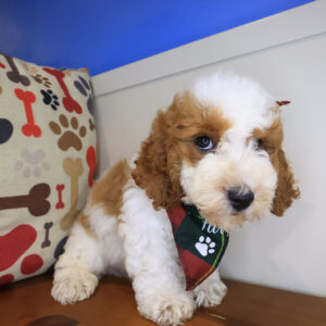Sparky Cavapoo 01