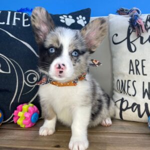 Vader American Corgi 01