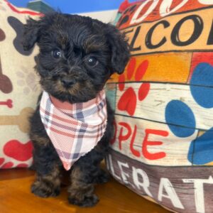 Zar Yorkiepoo 01
