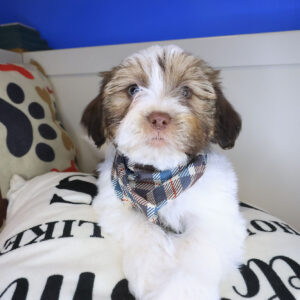 Alex Hava Tzu 01