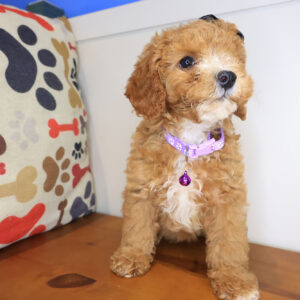 Anabelle Mini Poodle 01