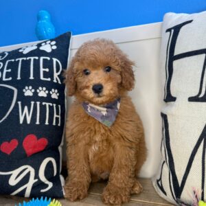 Bernard Mini Goldendoodle 01