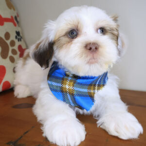 Bill Hava Tzu 01