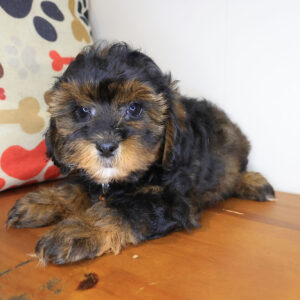 Caesar Shihpoo 01