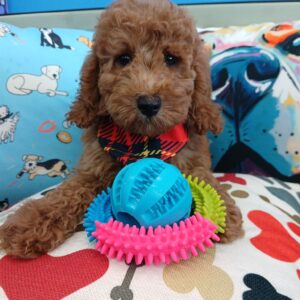 Chatter Goldendoodle 01