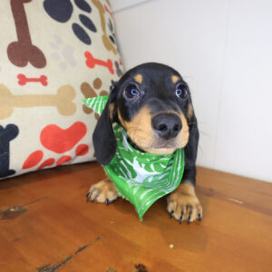 Dobby Dachshund 01