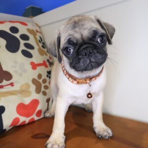 Ezra Pug 01