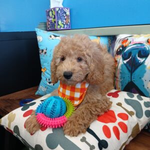 Fletcher Goldendoodle 01