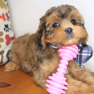 Freddie Shihpoo 01