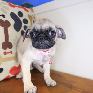 Gertie Pug 01
