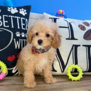 Goose Cavapoo01