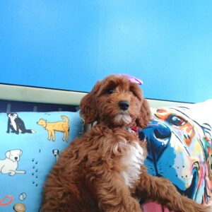 Nell Goldendoodle 01