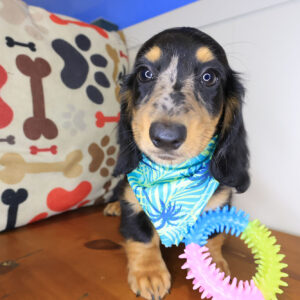 Perus Dachshund 01