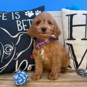Strider Mini Goldendoodle 01