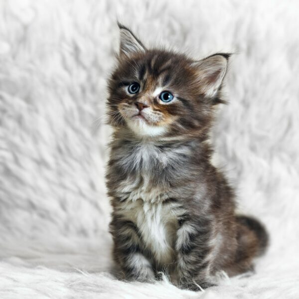 Maine Coon
