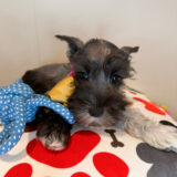 Agatha Schnauzer 01