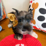 Agatha Schnauzer 02